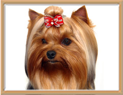 Флена